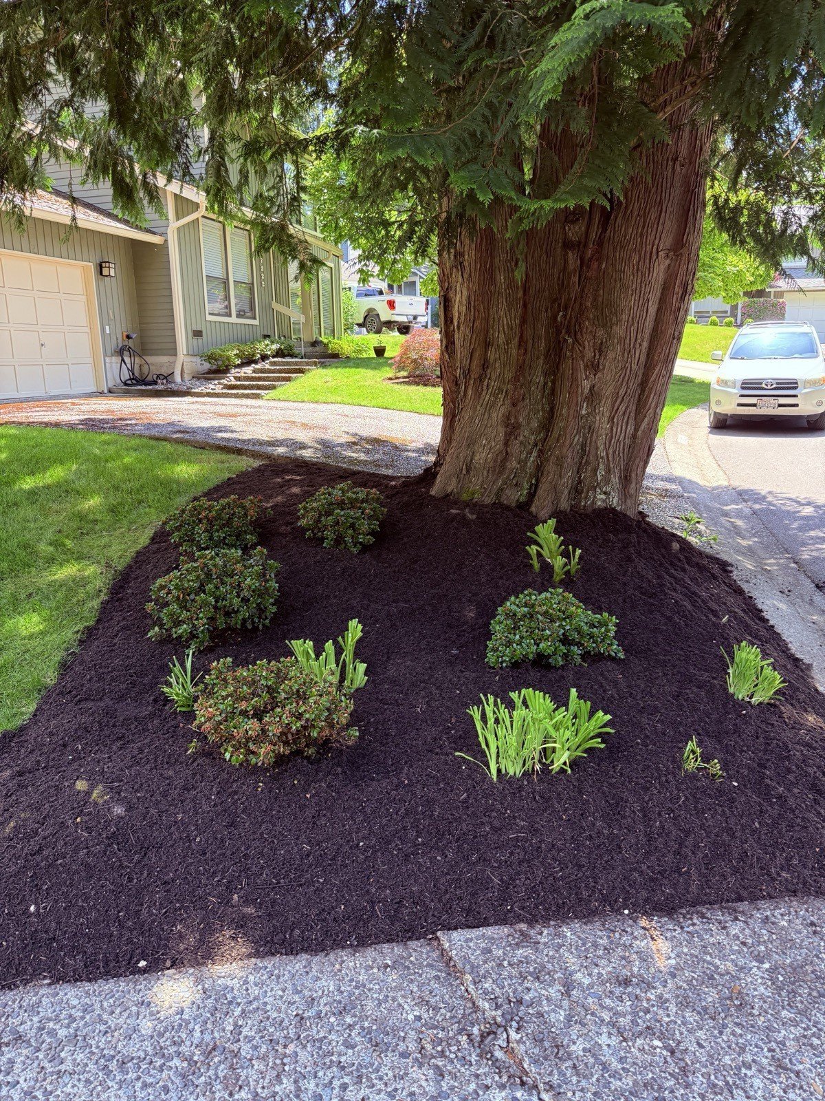 Freshly mulched landscape bed with new shrub plantings around a front-yard tree